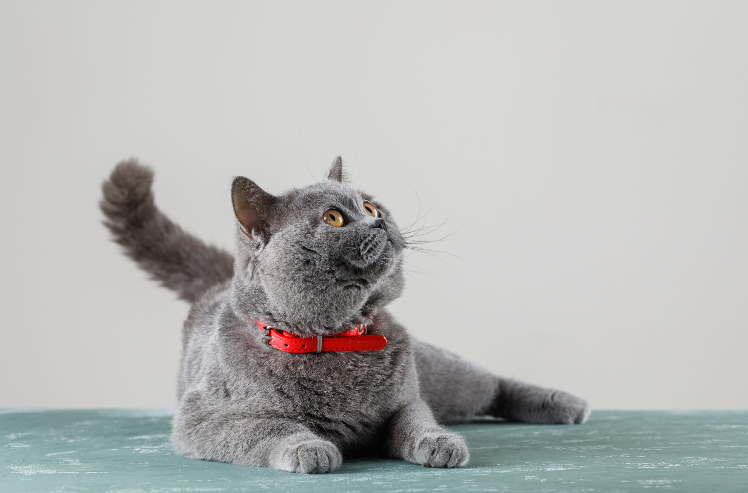 Katze